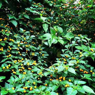 Aji Charapita - Seeds - The Pepper Pantry (Formerly Marie Sharp's)